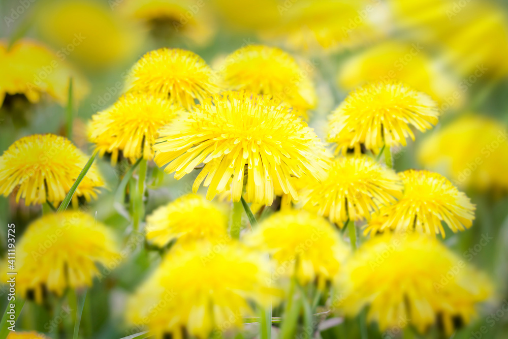 A green field with yellow dandelions. Close-up of yellow spring flowers on the ground. A green field with yellow dandelions. Close-up of yellow spring flowers on the ground.