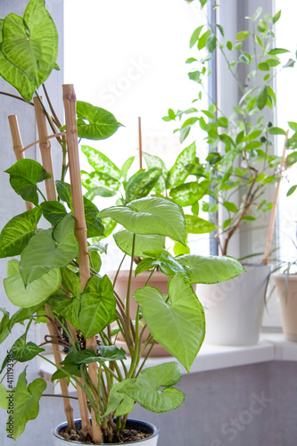Home garden. Potted flowers. Stylish botanical interior. The concept of home gardening.