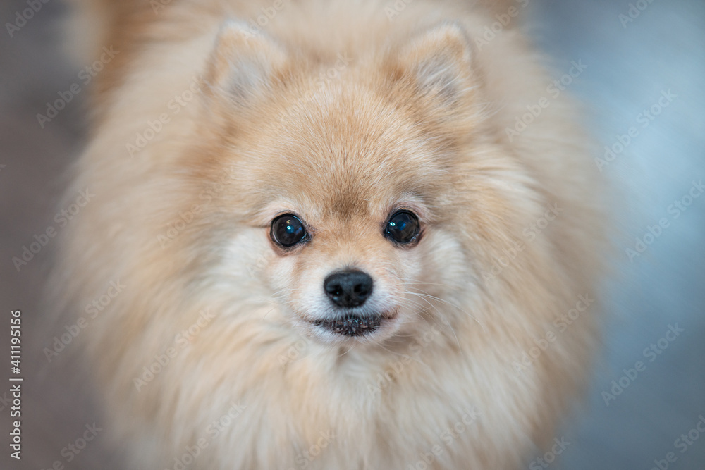 Close up portrait of beautiful little Pomeranian Spitz dog looking at camera