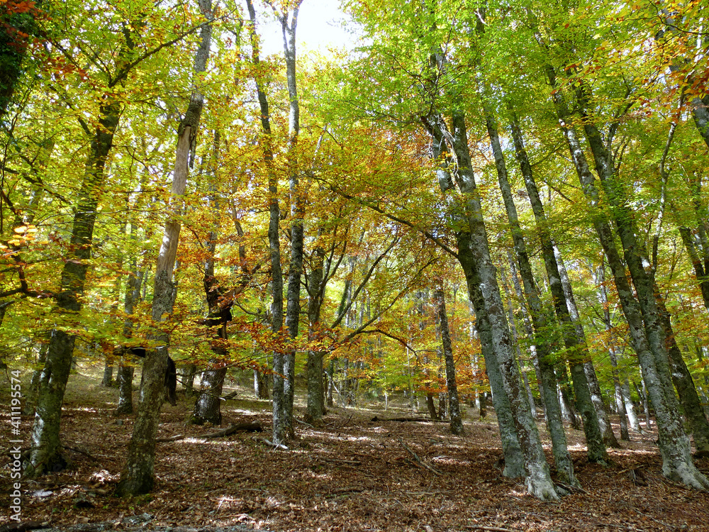 Fototapeta premium Colorful trees in autumn