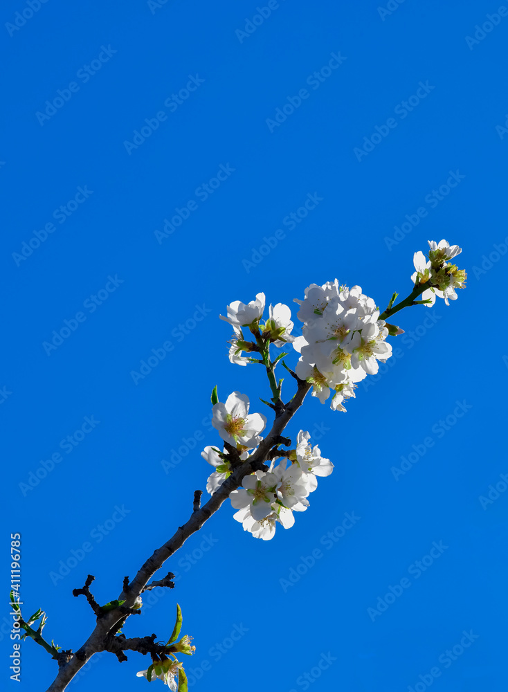 Blossoming almond flower against a blue sky Blossoming almond flower against a blue sky