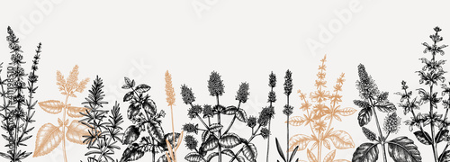 Mints. Hand drawn medicinal herbs banner design. Vector mint plants sketches. Vintage summer herbs template. 