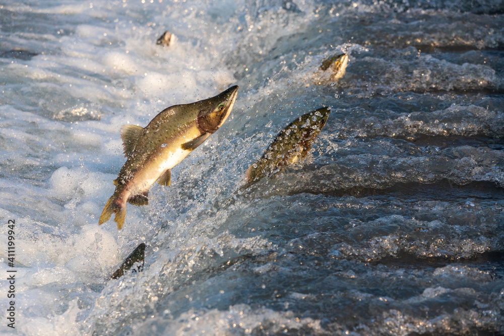 Fototapeta premium Fliegender Lachs
