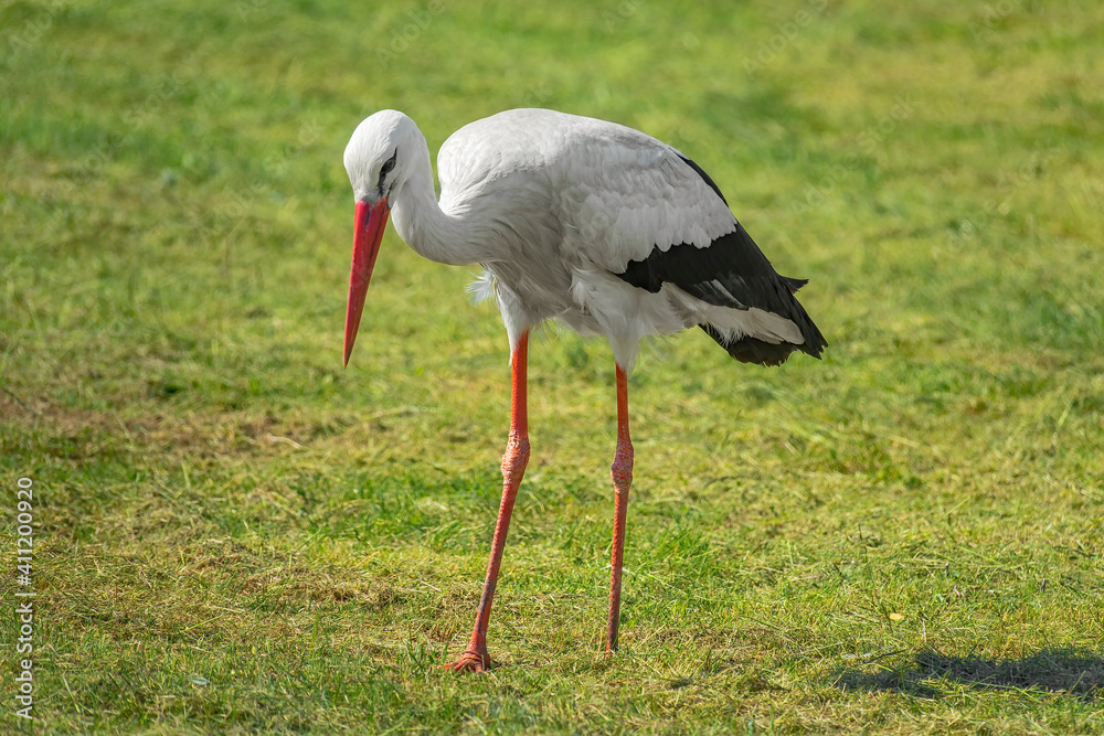 Fototapeta premium Storch ( Adebar ) auf der Wiese im Ostseebad Kühlungsborn
