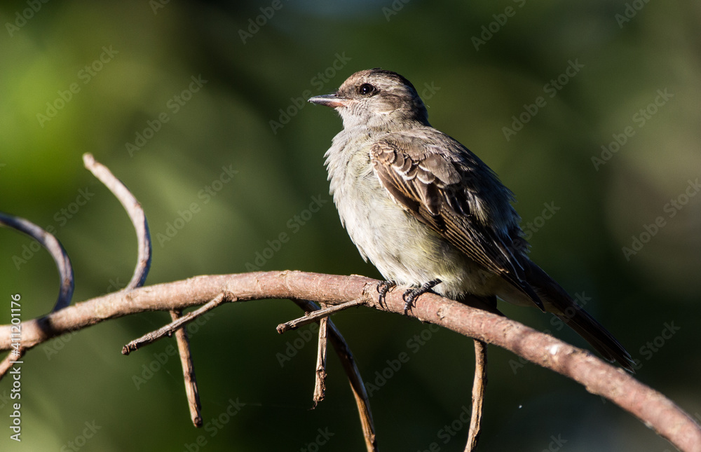 Variegated Flycatcher on branch Variegated Flycatcher on branch