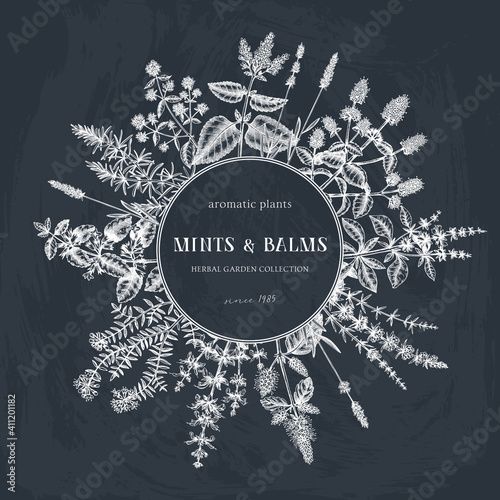 Mint  plants on chalkboard. Summer herbs wreath design. Hand sketched aromatic and medicinal herbs background. Herbal tea ingredients. Mints in vintage style.
