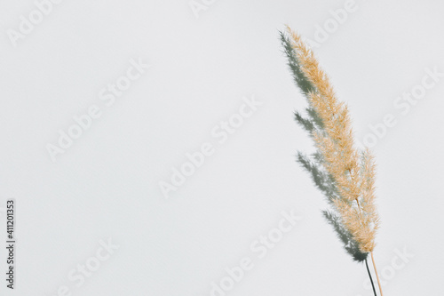 Pampas grass over pastel blue background with trendy shadow and sunlight.