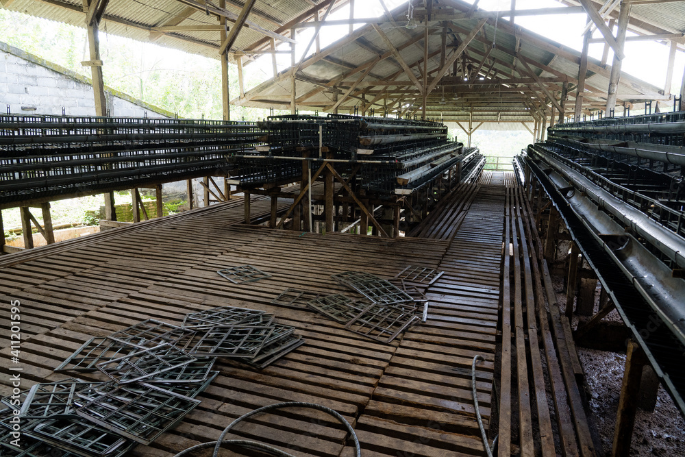 Group of healthy 'ayam kampung' in farm which produce eggs. Traditional chicken farm in Indonesia.