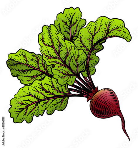 Beet or beetroot vegetable illustration in a vintage retro woodcut etching style.