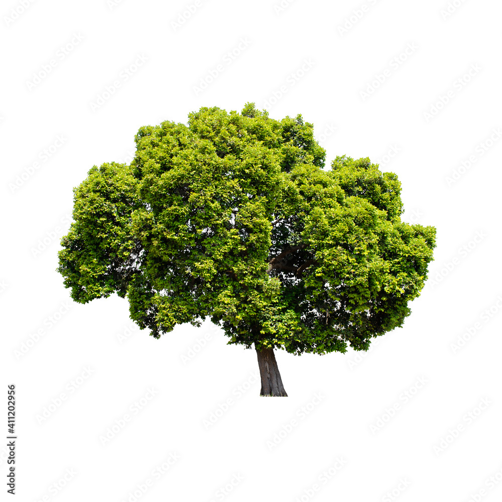 Isolated tree on white background. Isolated tree on white background.