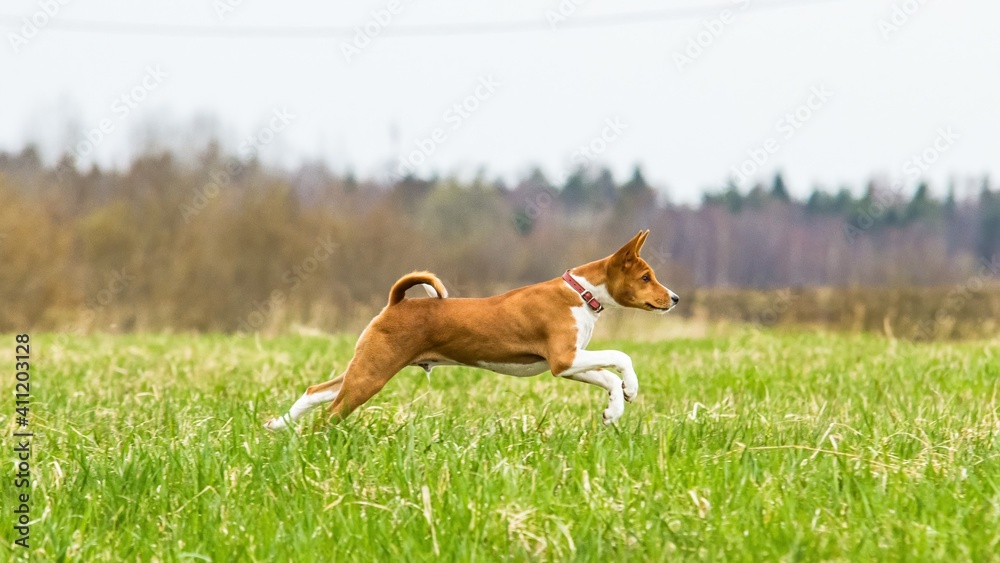 Basenji puppy running in the field on lure coursing competition