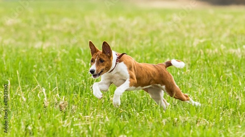 Basenji puppy running in the field on lure coursing competition © Aleksandr Tarlokov