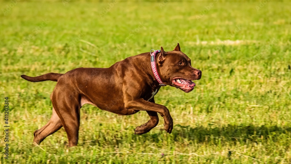 American Pit Bull running in the field on coursing competition