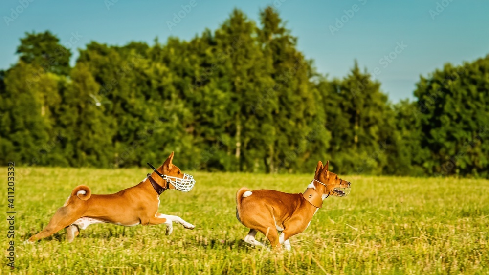 Two basenji dogs running in the field on lure coursing competition Two basenji dogs running in the field on lure coursing competition