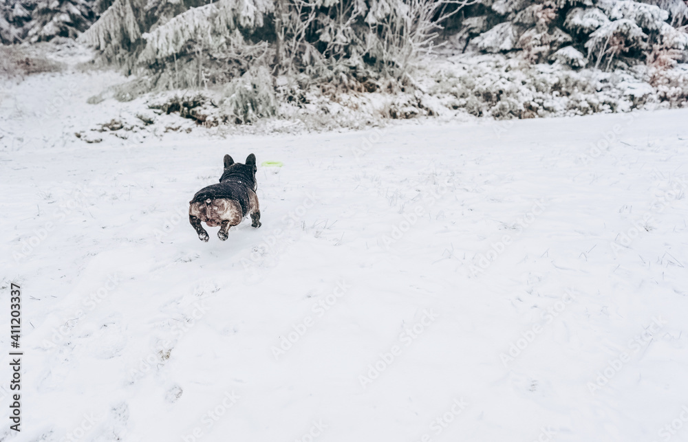 French bulldog black in jump rear view outdoors in winter in the park.Winter lifestyle.Entertainment for humans and pets during the Christmas holidays.The concept of dog training and education French bulldog black in jump rear view outdoors in winter in the park.Winter lifestyle.Entertainment for humans and pets during the Christmas holidays.The concept of dog training and education