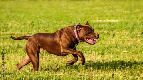 American Pit Bull running in the field on coursing competition © Aleksandr Tarlokov