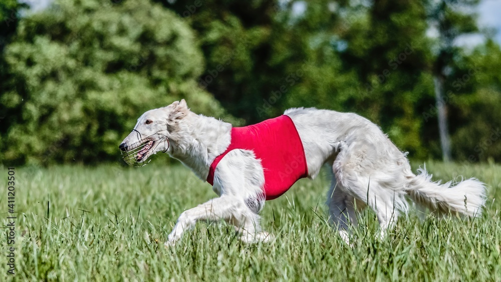 Borzoi dog in red shirt running in the field on lure coursing competition Borzoi dog in red shirt running in the field on lure coursing competition
