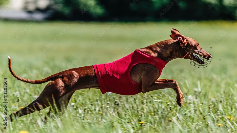 Cirneco dog in red shirt running in the field on lure coursing competition