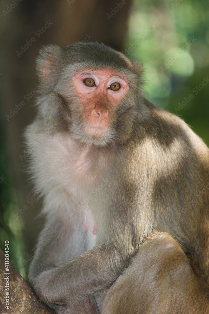 portrait of a monkey portrait of a monkey