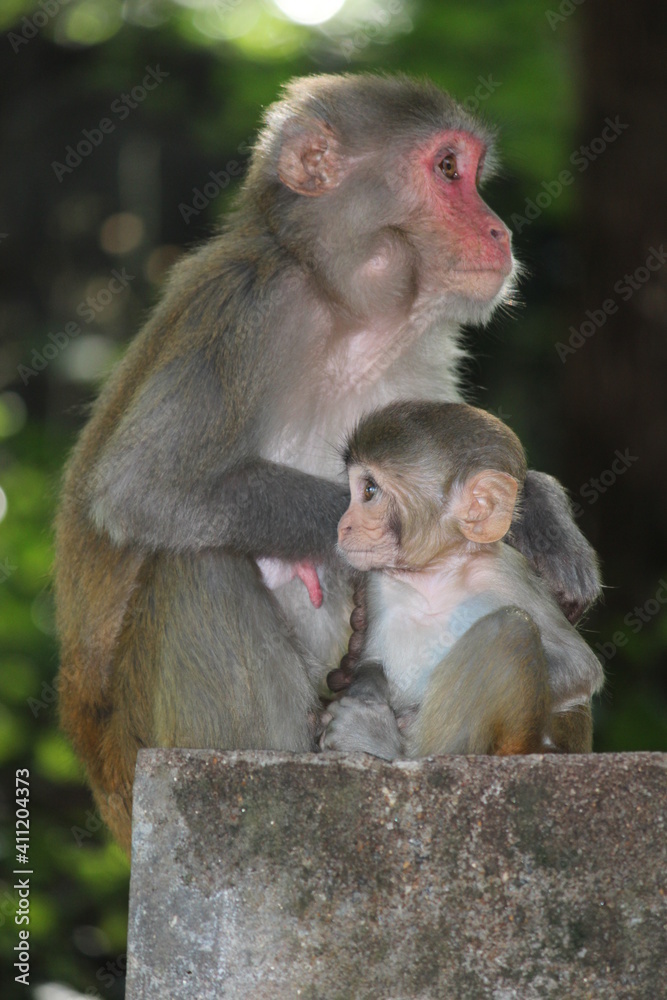Fototapeta premium mother and baby macaque
