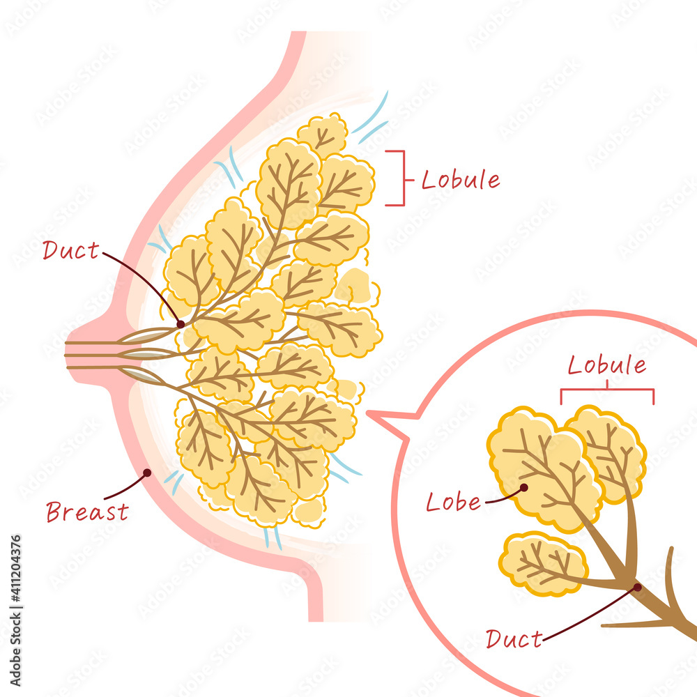 anatomy-of-the-breast-stock-adobe-stock