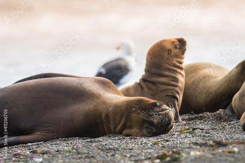Female Sea Lion resting, Patagonia, Argentina © foto4440