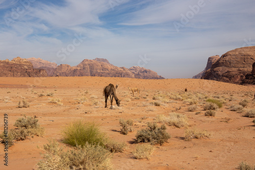 Wadi Rum desert  Jordan