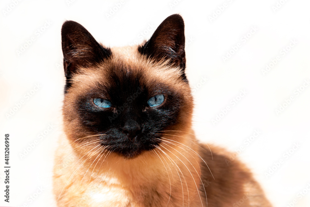 Primer plano de retrato de un bonito gato siames con ojos azules