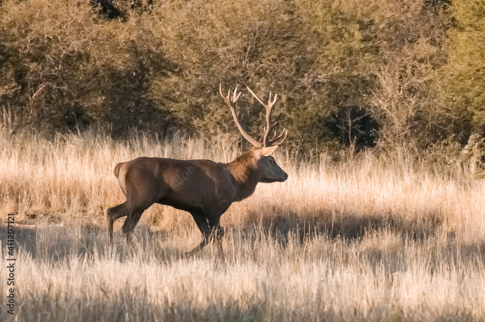 Female red in Calden forest, La Pampa, Argentina.