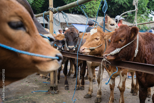The traditional market of cattle in Indonesia selling cows and goats. This market is open only on Wednesday and Saturday every week. © Anom Harya