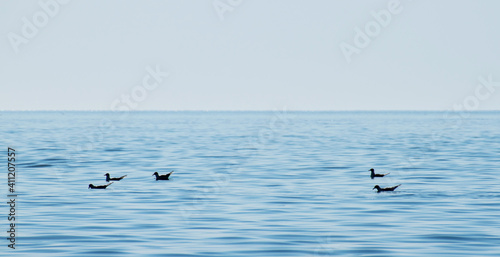 Seagulls float on the calm water of the sea.