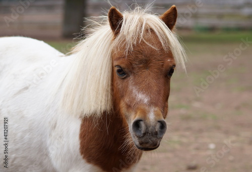 portrait of cute brown and white mini shetland pony