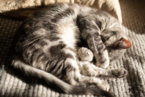 Tabby gray cat lying on a bed in the rays of the sun and sleeping covering its muzzle with its paws. Recreation