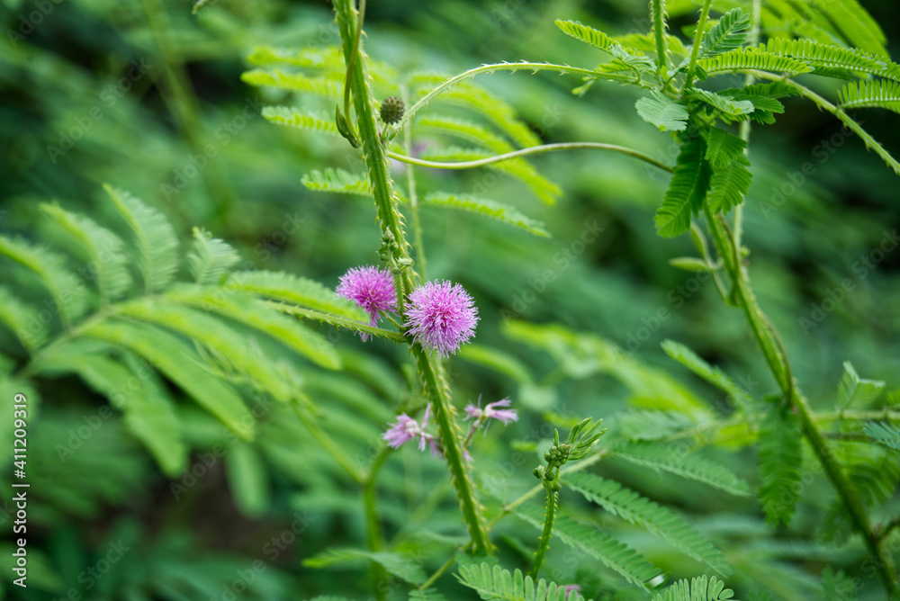 The pink mimosa looks beautiful in the green forest The pink mimosa looks beautiful in the green forest