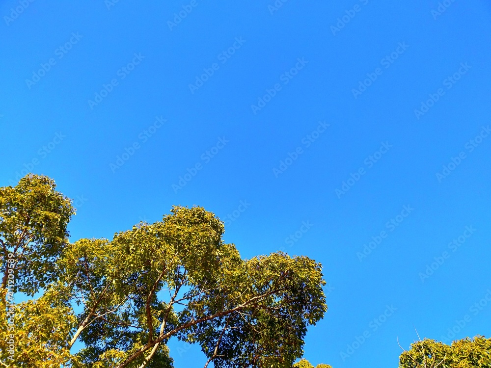 Obraz premium 快晴の空と木の葉の風景
