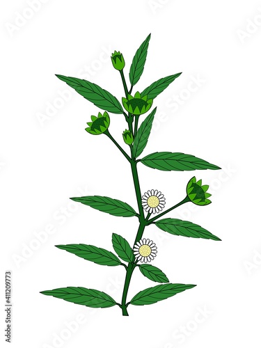 Eclipta Alba, Eclipta Prostrata or Bhringraj, also known as False Daisy is an effective herbal medicinal plant in Ayurvedic medicine.vector illustration.