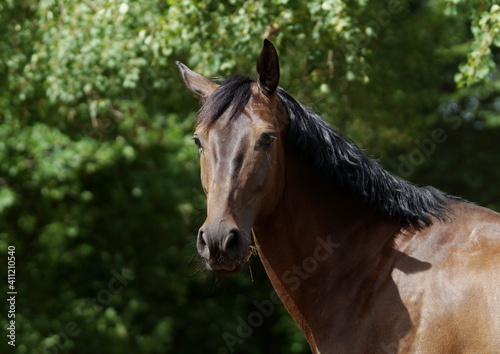dark bay horse portrait on sunny day, blurred green trees in background