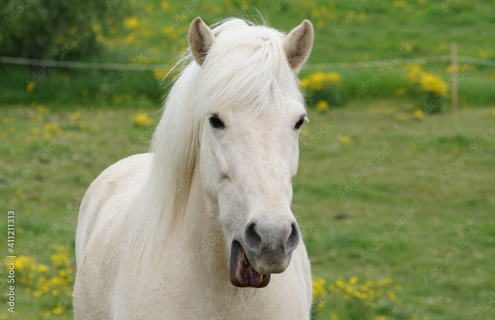 tired palomino pony yawning, cute horse on meadow with open mouth