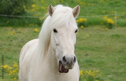 tired palomino pony yawning, cute horse on meadow with open mouth © Sophia