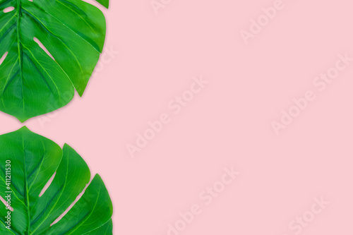 Monstera leaves summer on pink background. Copy space concept and top view