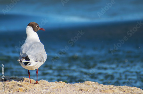 A little seagull on the beach. Blue sea in the background