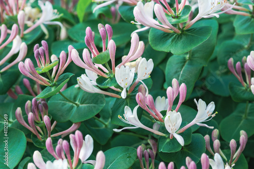 Perfoliate honeysuckle (Lonicera caprifolium) blooming in summer garden