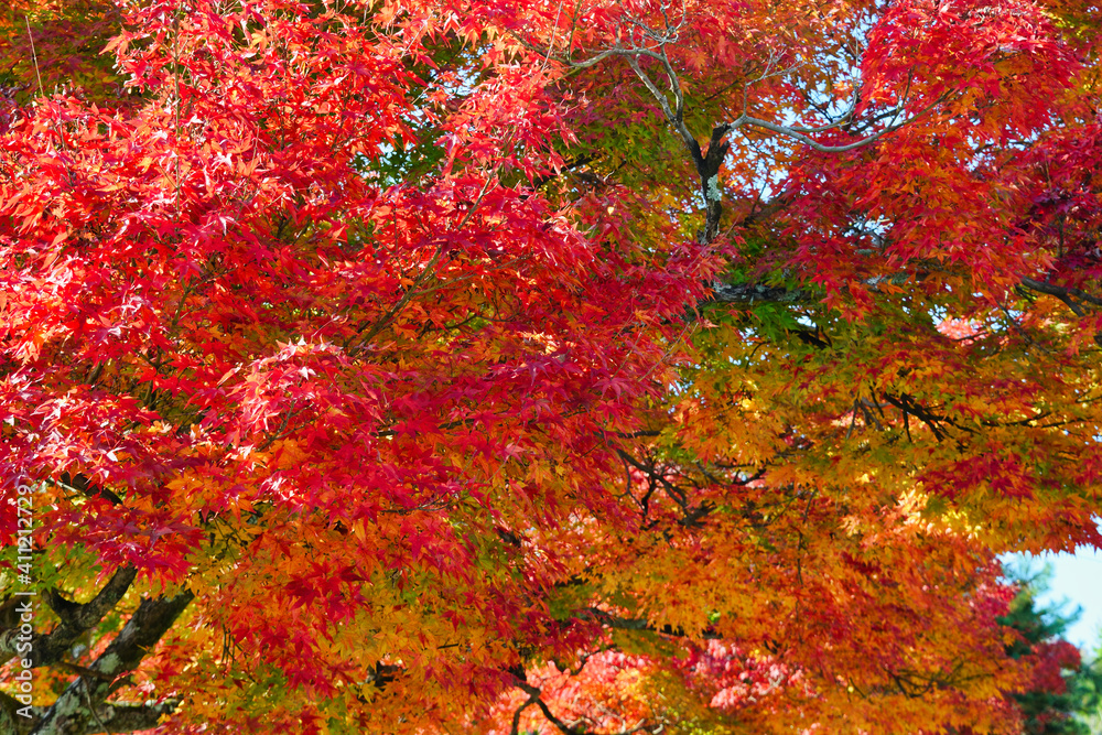 Beautiful autumn leaves at Tenryuji Temple in Kyoto
京都　天龍寺の美しい紅葉