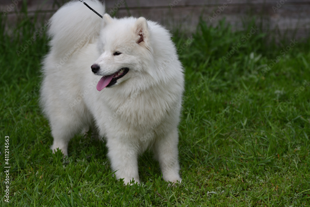 Samoyed dog (Samoyed, Samoyed husky, Samoyed Spitz, sammi)