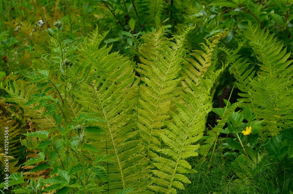 green fern background green fern background