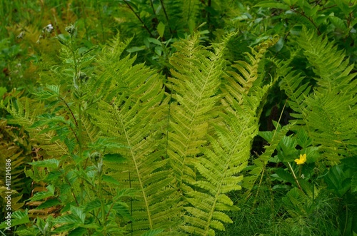 green fern background