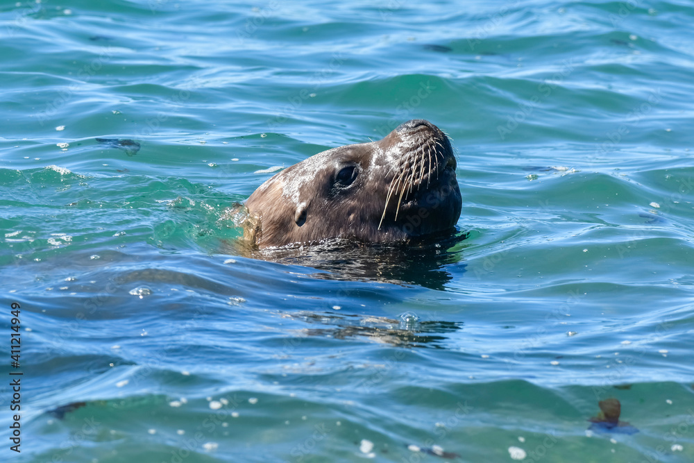 Obraz premium Female Sea Lion, Peninsula Valdes, Patagonia, Argentina