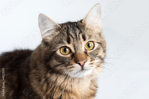 Portrait of a cat on a light background