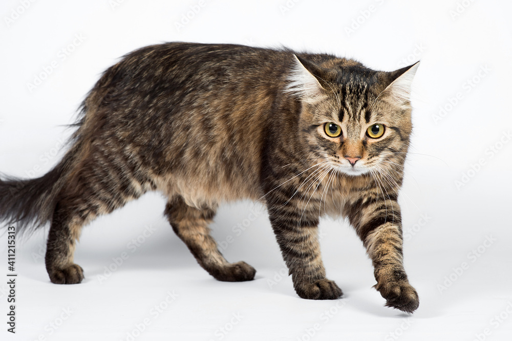 Beautiful fluffy cat walks on a white background