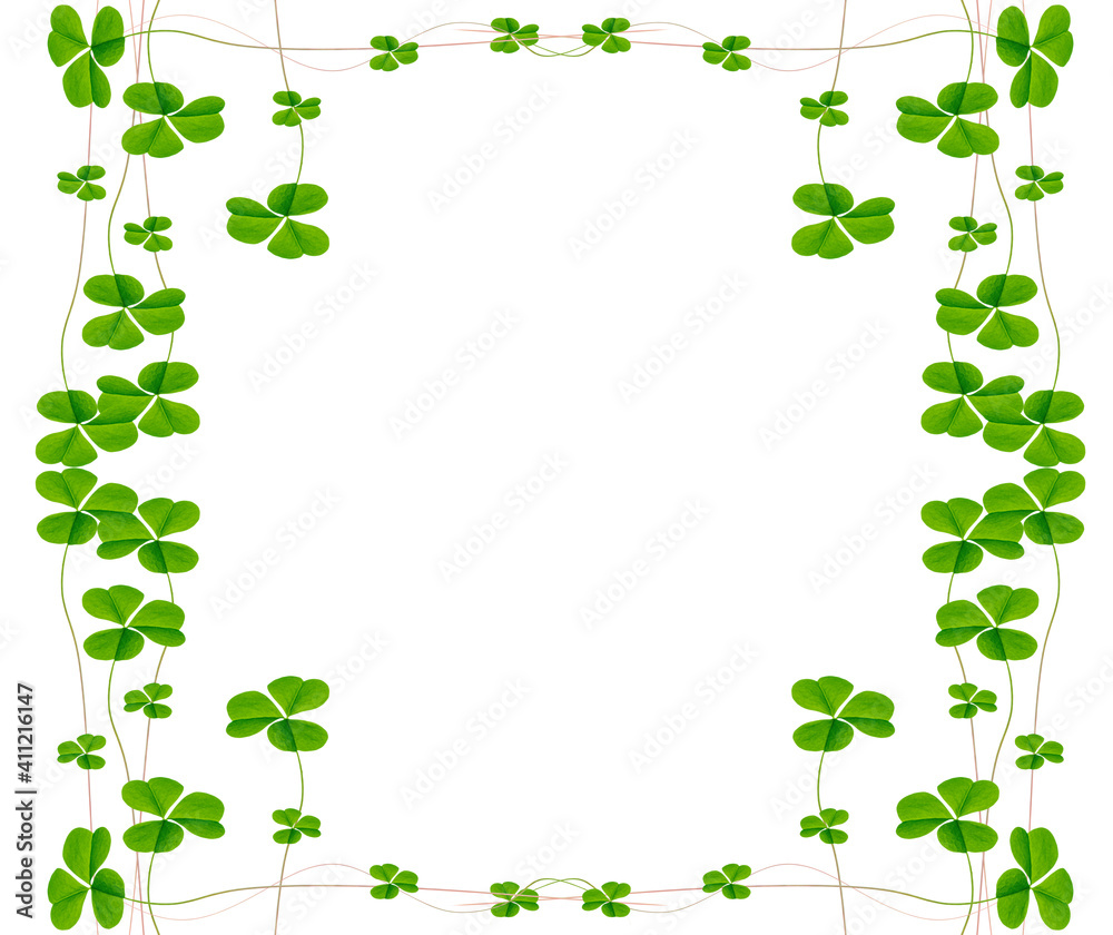 green clover leaves isolated on white background. St.Patrick 's Day green clover leaves isolated on white background. St.Patrick 's Day